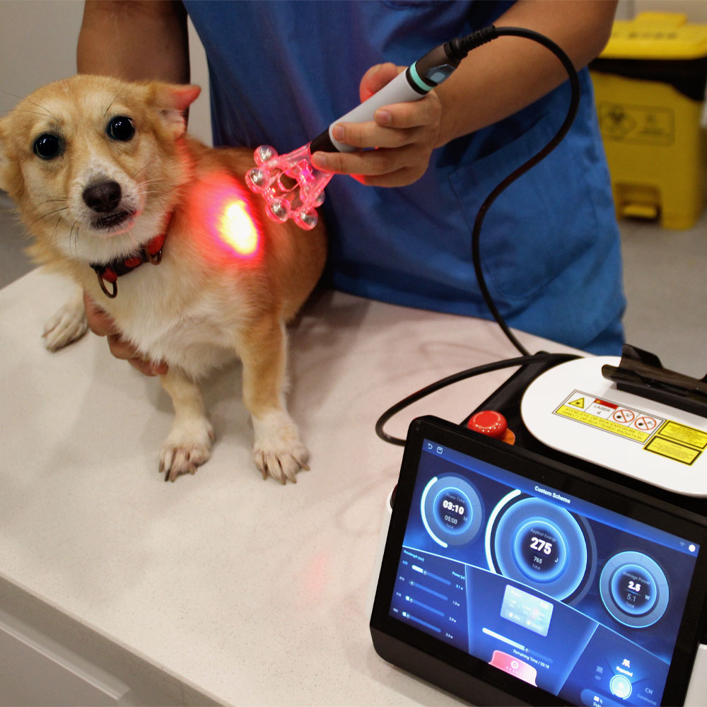 Veterinarian using Supermax laser therapy on a dog
